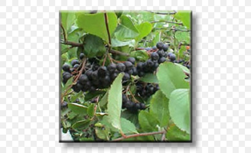 Aronia Melanocarpa Brambles Shrub Grape Currant, PNG, 500x500px, Aronia Melanocarpa, Aristotelia Chilensis, Aronia, Berry, Bilberry Download Free