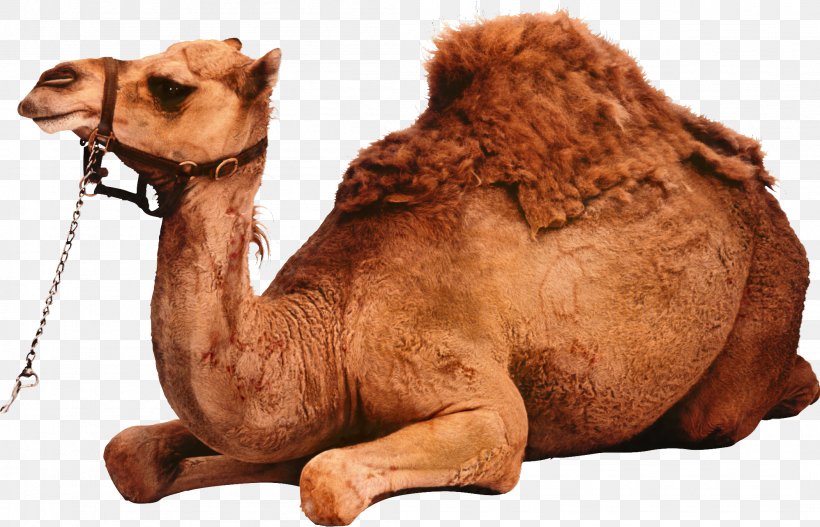 Clip Art Dromedary Image Bactrian Camel, PNG, 2104x1353px, Dromedary, Animal, Animal Figure, Arabian Camel, Bactrian Camel Download Free