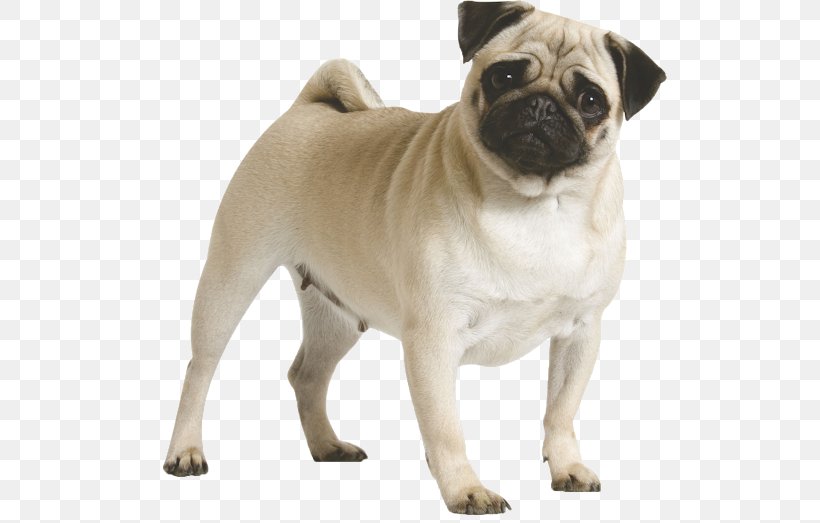 Pug Puppy Dog Breed Dog Toys, PNG, 534x523px, Pug, Breed, Canine Parvovirus, Carnivoran, Companion Dog Download Free