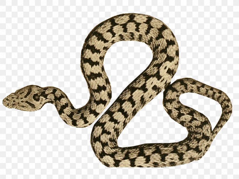 Rattlesnake Snakes Boa Constrictor Hognose Snake Vipers, PNG, 1065x800px, Rattlesnake, Animal, Boa Constrictor, Boas, Colubridae Download Free