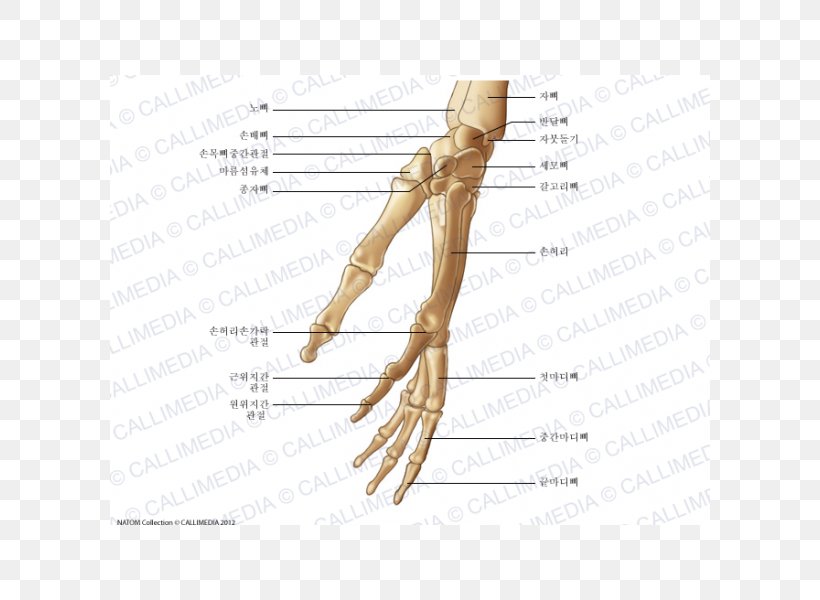 Thumb Bone Huesos De La Mano Hand Anatomy, PNG, 600x600px, Watercolor, Cartoon, Flower, Frame, Heart Download Free