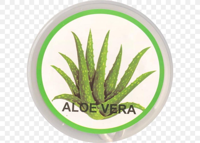 Aloe Vera Stock Photography Alamy, PNG, 600x590px, Aloe Vera, Alamy, Aloe, Aloes, Com Download Free