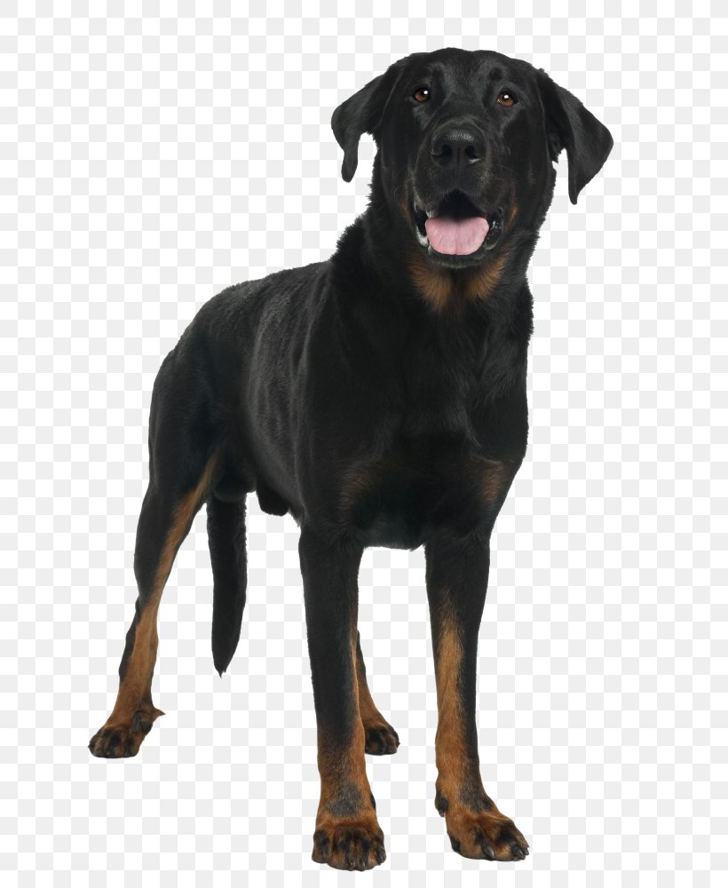 Beauceron Dog Breed Black And Tan Coonhound Rottweiler Polish Hunting Dog, PNG, 778x1000px, Beauceron, Austrian Black And Tan Hound, Black And Tan Coonhound, Breed Group Dog, Carnivoran Download Free
