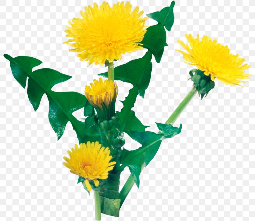 Common Dandelion Digital Image Plant, PNG, 800x712px, Common Dandelion, Annual Plant, Cut Flowers, Daisy Family, Dandelion Download Free