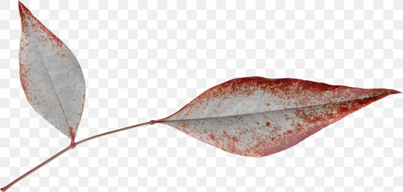 Leaf Google Images Red Edge Computer File, PNG, 1678x802px, Leaf, Baseball Cap, Blue, Designer, Google Images Download Free