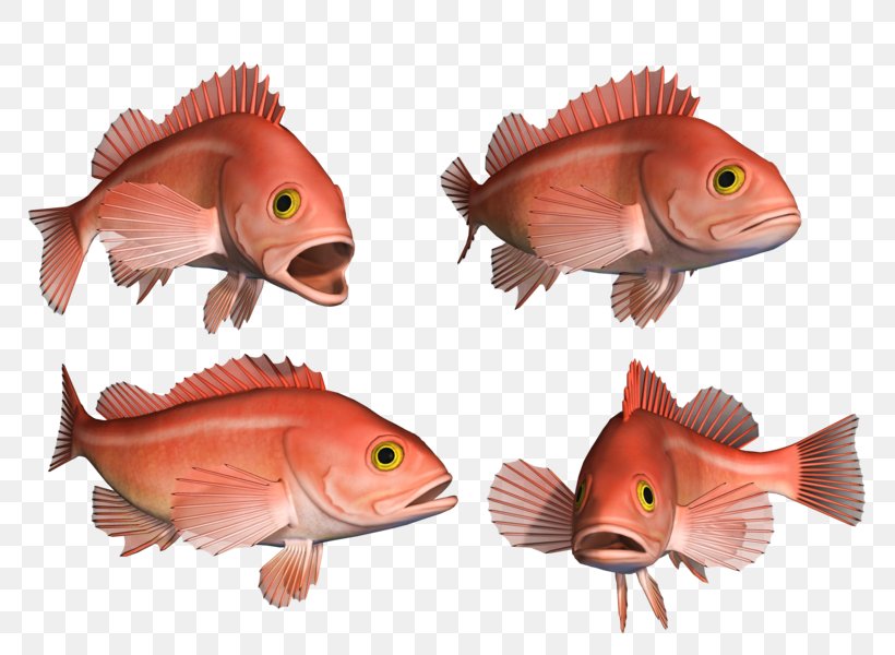 Northern Red Snapper Goldfish Coral Reef Fish Marine Biology, PNG, 800x600px, Northern Red Snapper, Biology, Cartoon, Coral Reef, Coral Reef Fish Download Free