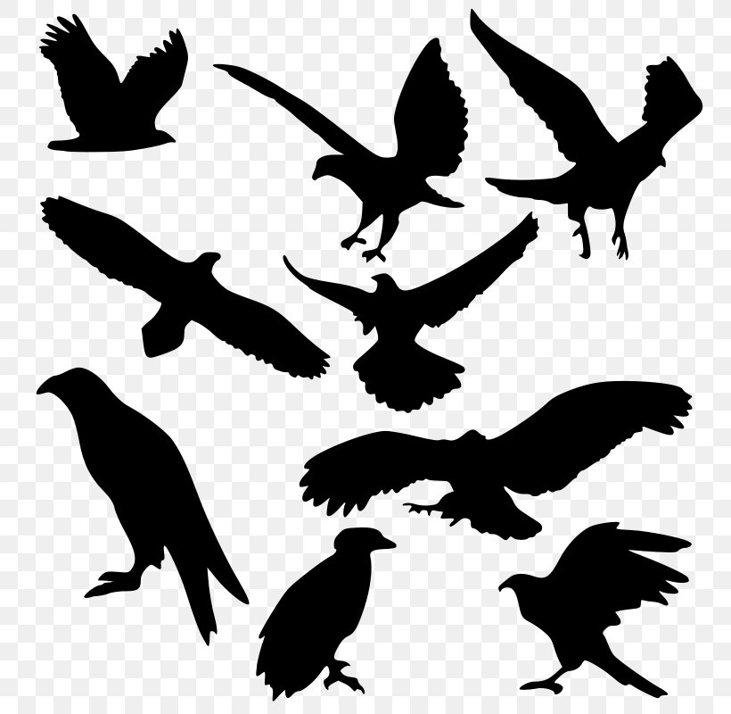 Bird Of Prey Bald Eagle, PNG, 766x800px, Bird, Bald Eagle, Beak, Bird Of Prey, Black And White Download Free