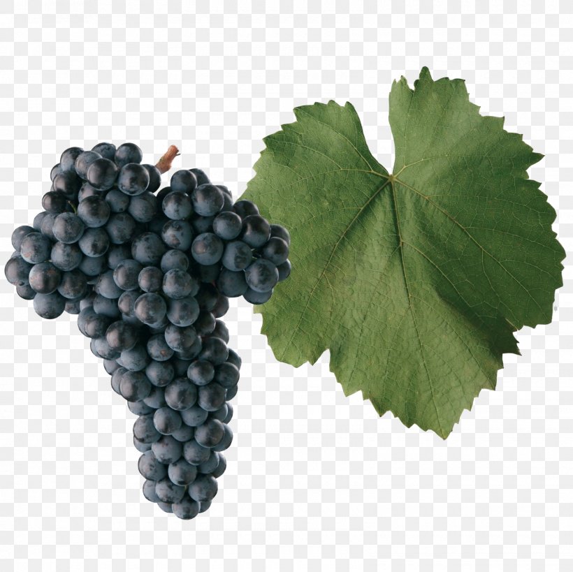 Frankish And Hunnic Grape Varieties Blaufränkisch Gouais Blanc Wine, PNG, 1600x1600px, Grape, Food, Fruit, Gouais Blanc, Grape Leaves Download Free