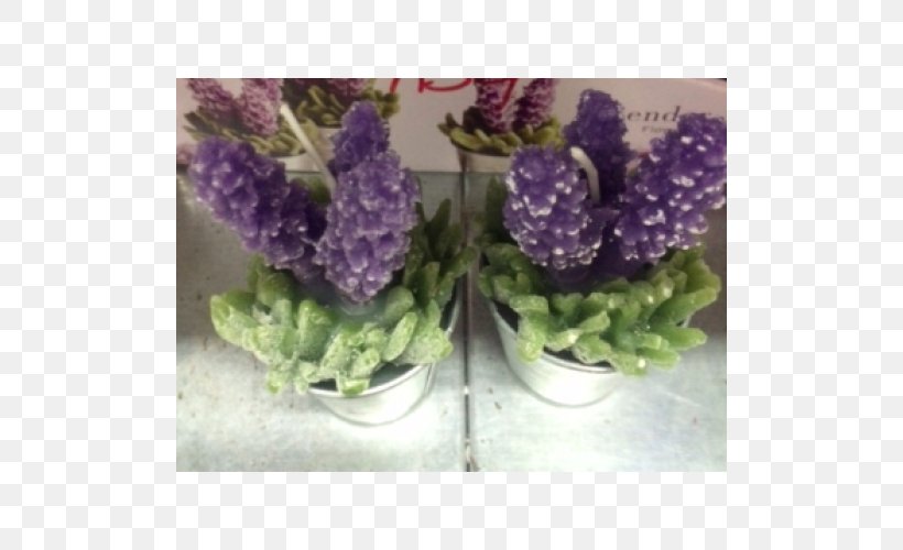 Lavender Violet Flowerpot Herbaceous Plant, PNG, 500x500px, Lavender, Flower, Flowering Plant, Flowerpot, Herbaceous Plant Download Free