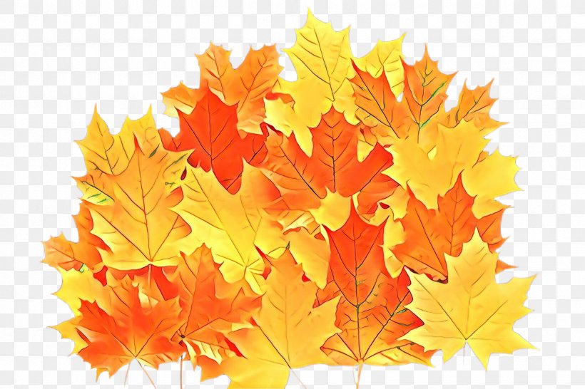 Maple Leaf, PNG, 2448x1632px, Cartoon, Autumn, Black Maple, Deciduous, Leaf Download Free