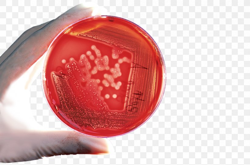 Bacteria Plate Count Agar Cell Agar Plate, PNG, 828x548px, Bacteria, Agar, Agar Plate, Agar Sang, Automotive Lighting Download Free