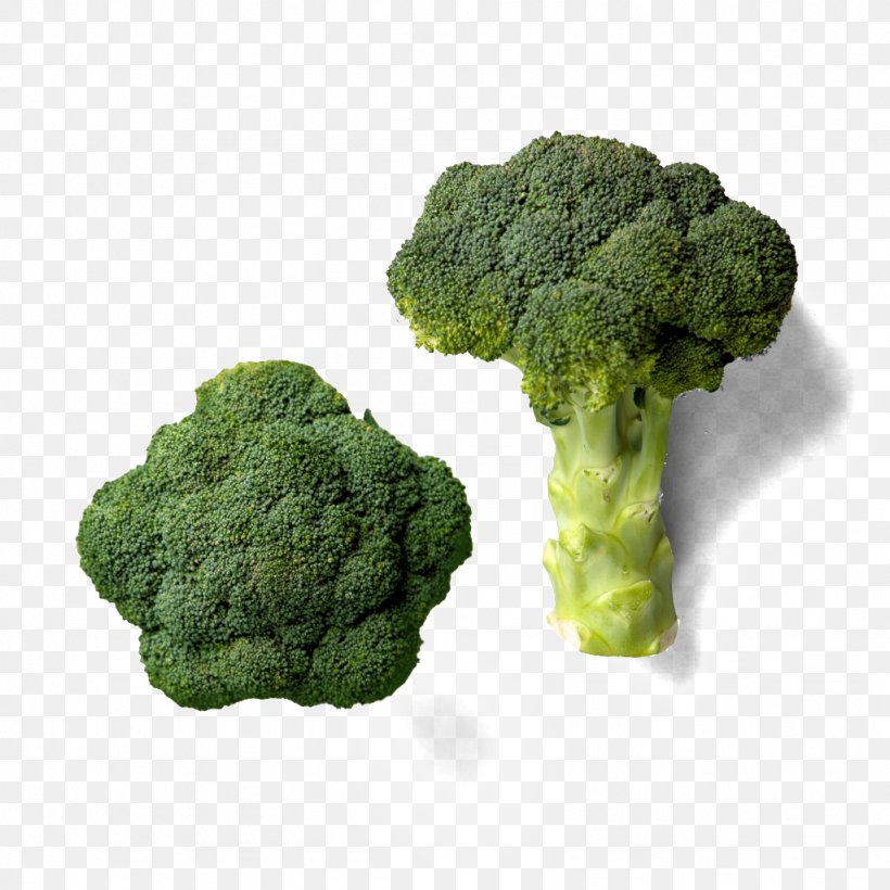 Broccoli Point Cook Nutrition Dietitian, PNG, 1024x1024px, Broccoli, Consultant, Dietitian, Grass, Health Download Free