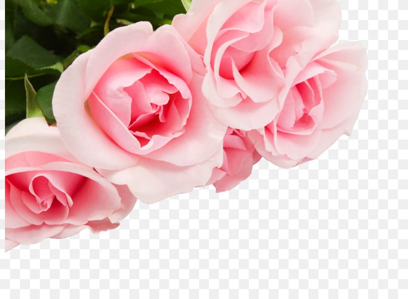 Garden Roses Flower Rose Garden Desktop Wallpaper, PNG, 800x600px, Garden Roses, Artificial Flower, Cabbage Rose, Cut Flowers, Drawing Download Free