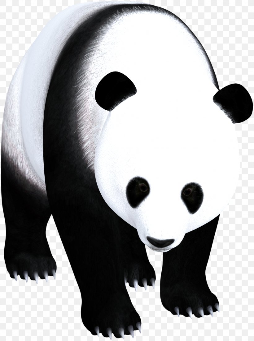 Giant Panda American Black Bear Black And White, PNG, 1536x2055px, Giant Panda, American Black Bear, Bear, Black And White, Carnivoran Download Free