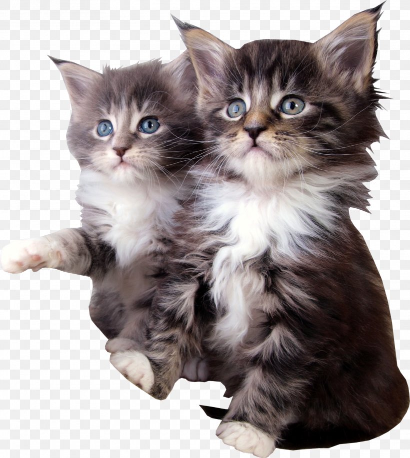 Maine Coon Kitten Munchkin Cat Pet Sitting Raccoon, PNG, 1975x2211px, Maine Coon, American Wirehair, Animal, Animal Shelter, Calico Cat Download Free