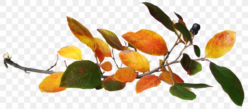 Autumn Leaves Leaf Clip Art, PNG, 1600x705px, Autumn Leaves, Autumn, Autumn Leaf Color, Branch, Citrus Download Free