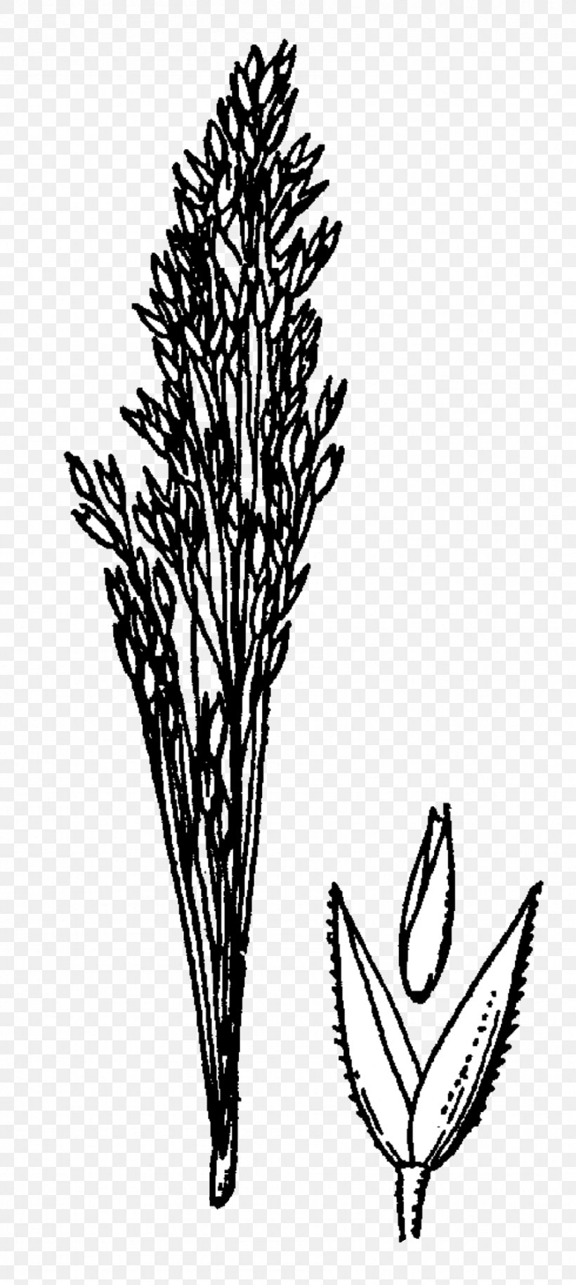 Bentgrass Agrostis Rossiae Manual Of The Grasses Of The United States Monocotyledon Plants, PNG, 897x2000px, Bentgrass, Biology, Black And White, Branch, Commodity Download Free