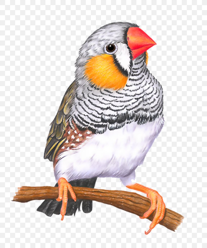 Bird Zebra Finch Drawing Painting, PNG, 735x980px, Bird, Animal, Art, Beak, Drawing Download Free