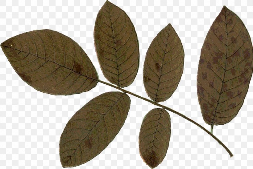 Leaf Autumn Northern Hemisphere Southern Hemisphere Photography, PNG, 1159x776px, Leaf, Autumn, Autumn Leaves, Gimp, Happiness Download Free