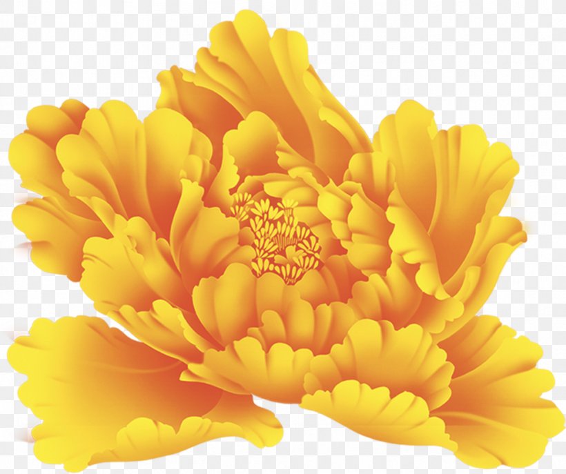 Peony Flower Clip Art, PNG, 989x829px, Peony, Calendula, Chrysanthemum, Chrysanths, Close Up Download Free