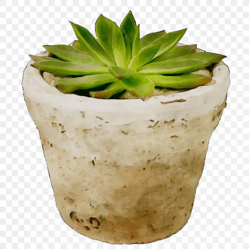 Succulent Plant Agave Cactus Plants Desert, PNG, 1239x1239px, Succulent Plant, Agave, Agave Cactus, Aloe, Aloe Vera Download Free