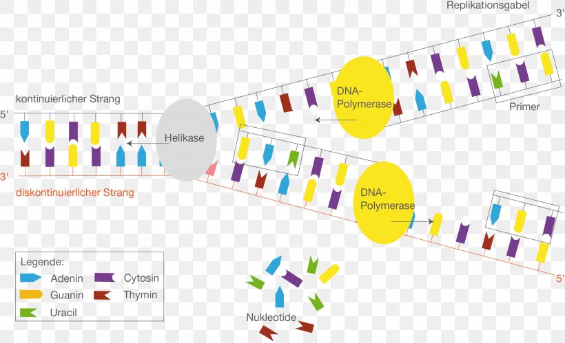 DNA Replication Transcription Promoter Protein Biosynthesis, PNG, 2704x1647px, Dna Replication, Area, Brand, Coding Strand, Diagram Download Free