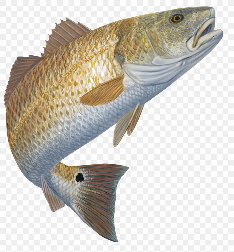 Red Drum Bony Fishes Bass Fishing Decal, PNG, 1901x2048px, Red Drum, Barramundi, Bass, Bass Fishing, Black Drum Download Free