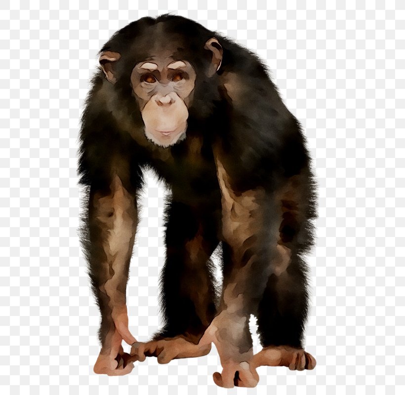 Chimpanzee Primate Western Gorilla Monkey Mammal, PNG, 564x800px, Chimpanzee, Ape, Common Chimpanzee, Fur, Gorilla Download Free