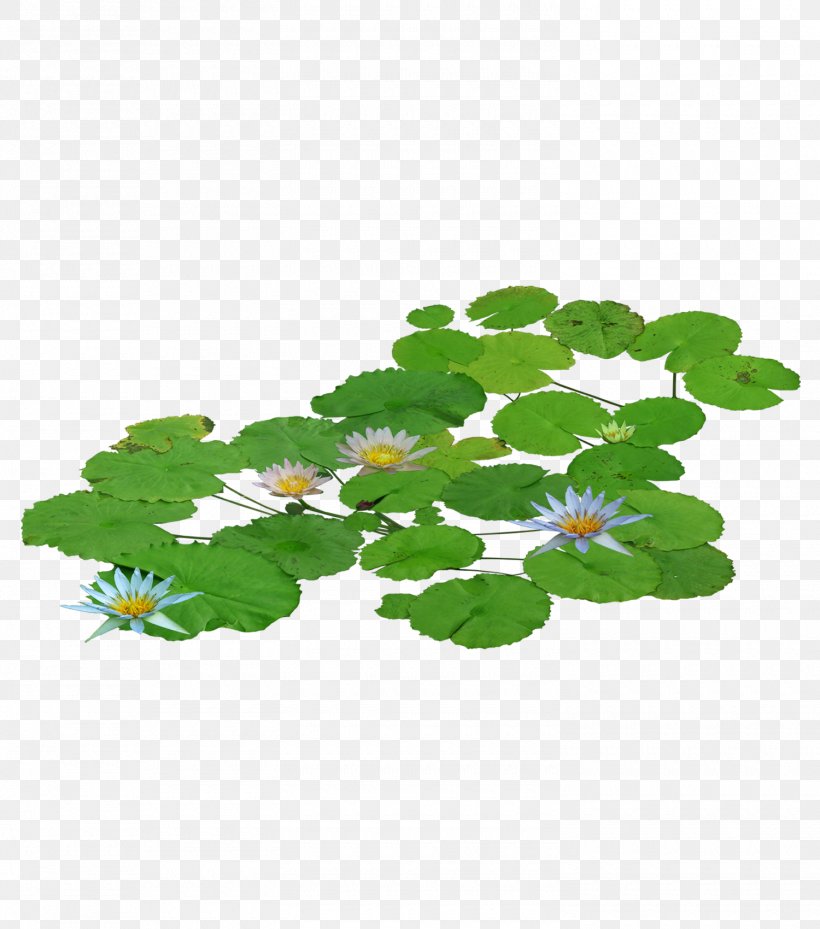 Pygmy Water-lily Nelumbo Nucifera Clip Art, PNG, 1500x1700px, Pygmy Waterlily, Branch, Flower, Flowering Plant, Grass Download Free