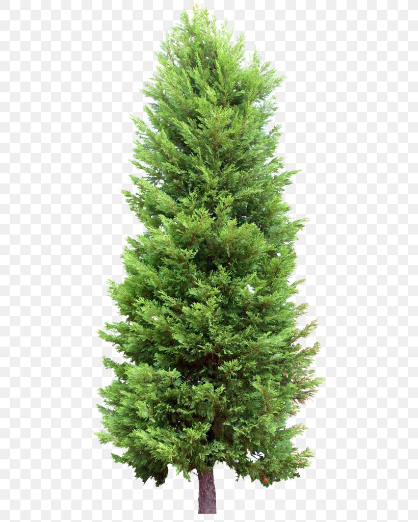 Fir Tree Pine Evergreen, PNG, 477x1024px, Fir, Biome, Cedar, Christmas Decoration, Christmas Tree Download Free