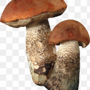 Mushroom - Fungus Clitocybe Nuda Lepista Irina Mushroom Hunting PNG