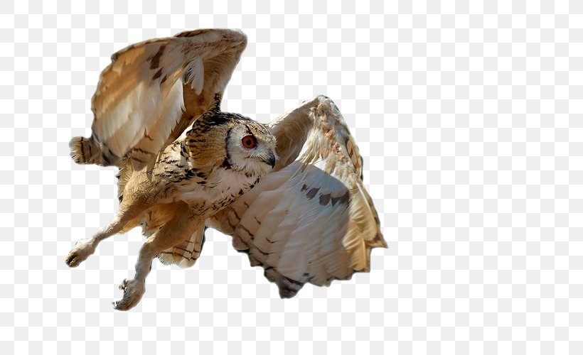 Owl Photography High-definition Television, PNG, 750x500px, Owl, Bird, Bird Of Prey, Highdefinition Television, Logo Download Free