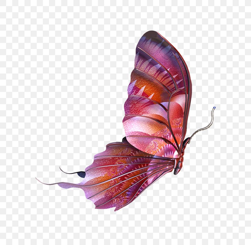 Butterfly Insect, PNG, 800x800px, Butterfly, Butterflies And Moths, Gimp, Graphics Software, Insect Download Free