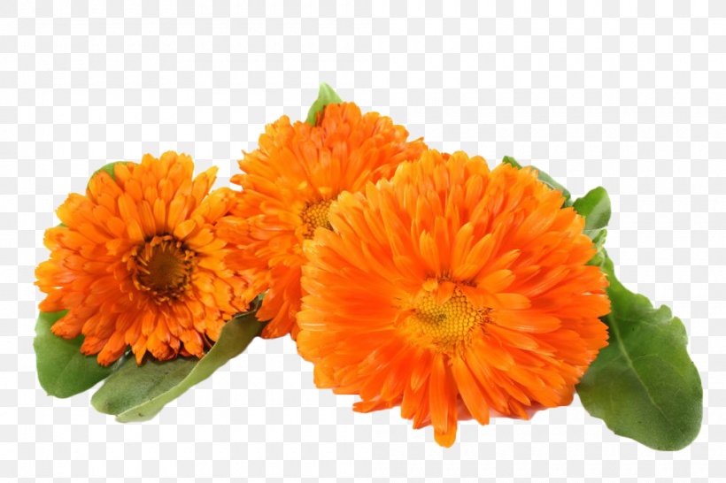 Mexican Marigold Chrysanthemum Stock Photography, PNG, 1000x666px, Mexican Marigold, Annual Plant, Calendula, Calendula Officinalis, Chrysanthemum Download Free