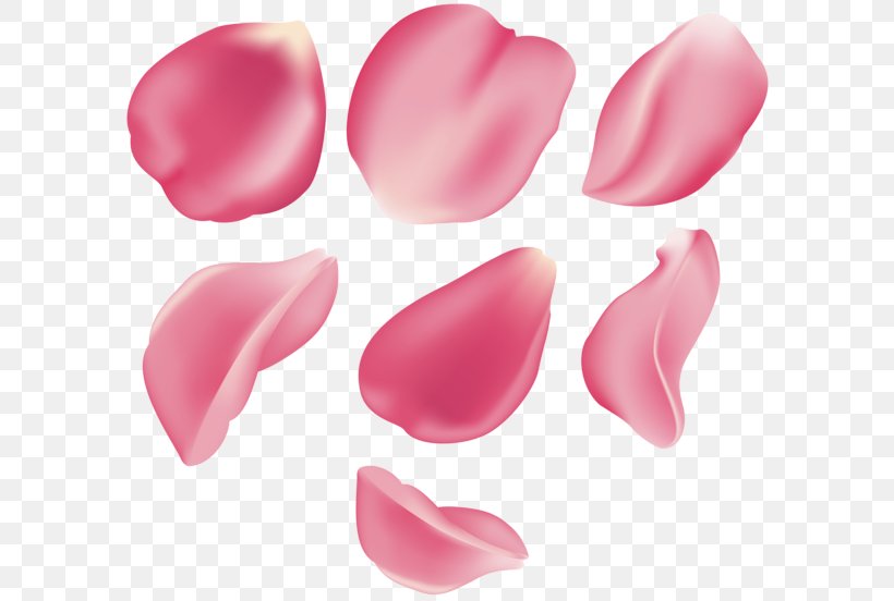 Rose Magenta Clip Art, PNG, 600x552px, Rose, Art Museum, Beauty, Com, Commandline Interface Download Free