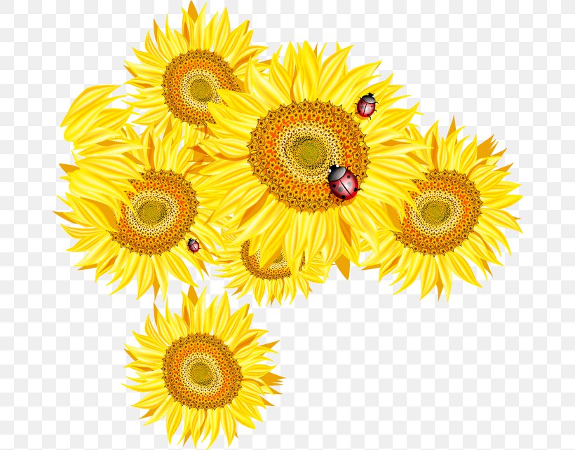 Common Sunflower Euclidean Vector, PNG, 672x642px, Common Sunflower, Cut Flowers, Daisy Family, Floral Design, Floristry Download Free