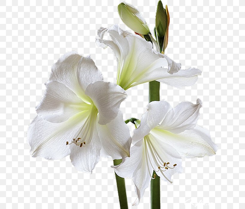 Condolences God Sympathy Grief Death, PNG, 645x700px, Condolences, Amaryllis Belladonna, Amaryllis Family, Cut Flowers, Death Download Free