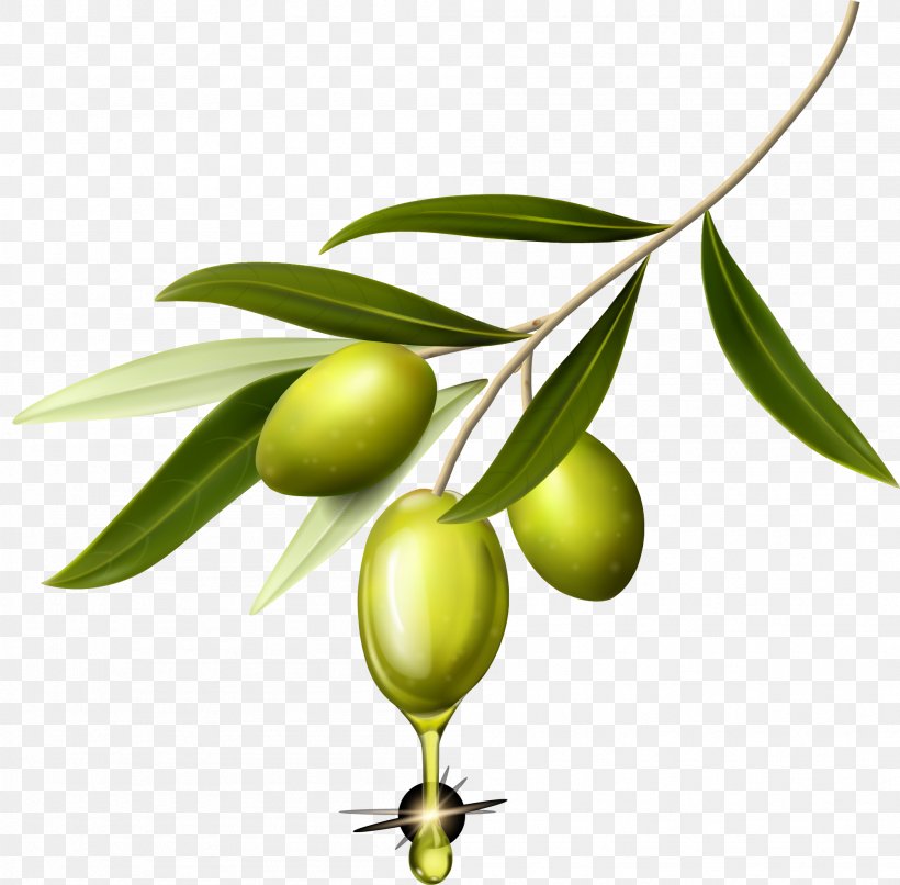 Olive Computer Wallpaper, PNG, 2001x1968px, Olive, Branch, Computer, Food, Fruit Download Free