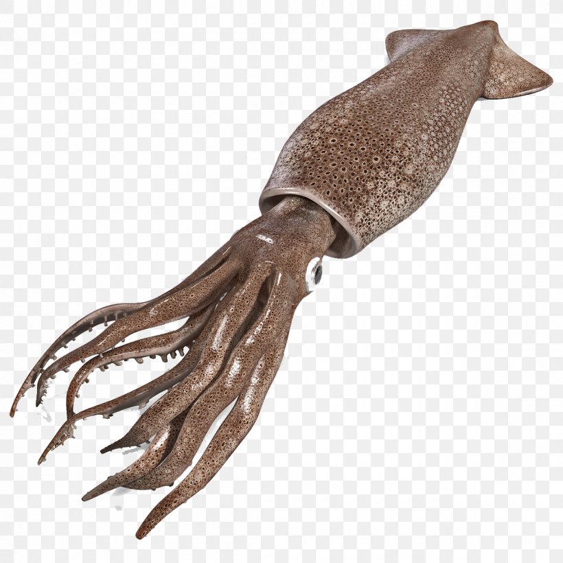 Squid Cuttlefish Seafood Crayfish Octopus, PNG, 1200x1200px, Squid, Crayfish, Cuttlefish, Octopus, Seafood Download Free