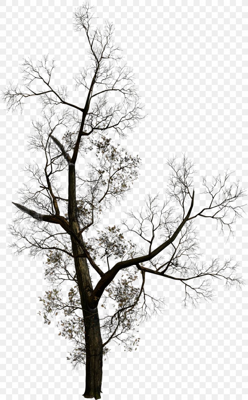 Tree Clip Art, PNG, 1554x2500px, Tree, Black And White, Branch, Computer Software, Information Download Free