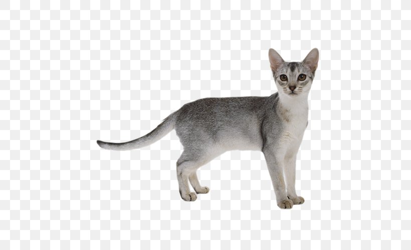 Abyssinian Somali Cat Scottish Fold Ragdoll Bengal Cat, PNG, 500x500px, Abyssinian, Aegean Cat, American Wirehair, Asian, Australian Mist Download Free