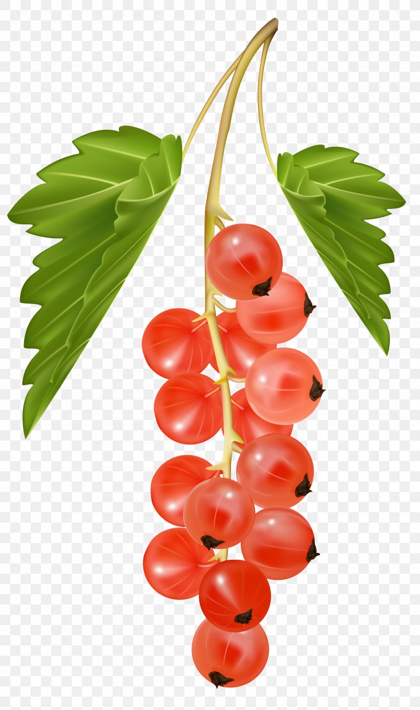 Blackcurrant Redcurrant Zante Currant White Currant Clip Art, PNG, 1951x3300px, Redcurrant, Berry, Blackcurrant, Cherry, Currant Download Free