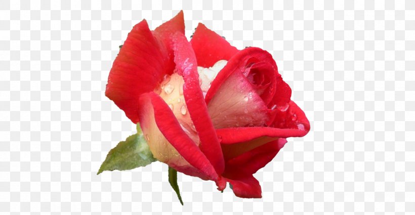 Garden Roses Cabbage Rose Paper Bush Roses, PNG, 1280x666px, Garden Roses, Bud, Bush Roses, Cabbage Rose, Close Up Download Free