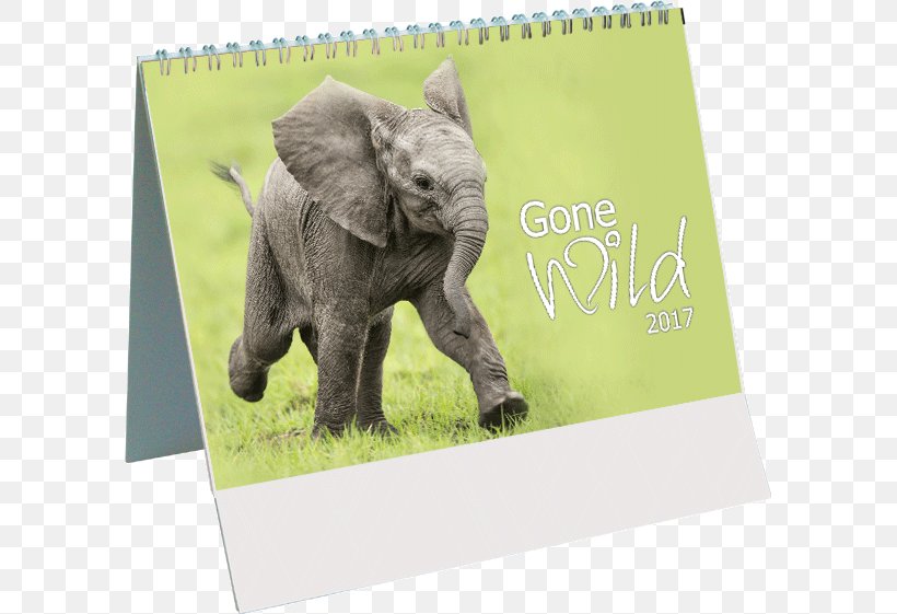 Indian Elephant Wildlife Calendar, PNG, 591x561px, Indian Elephant, Calendar, Elephant, Elephants And Mammoths, Fauna Download Free