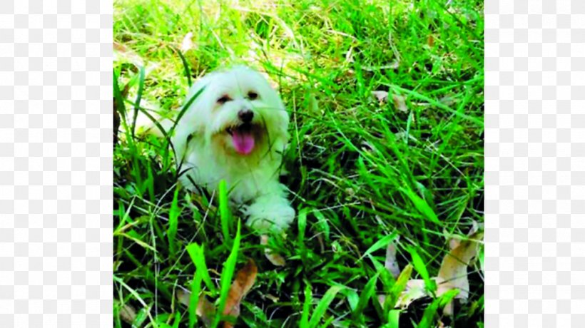 Maltese Dog Havanese Dog Shih Tzu Lhasa Apso Dog Breed, PNG, 1011x568px, Maltese Dog, Bichon, Breed, Carnivoran, Cavachon Download Free