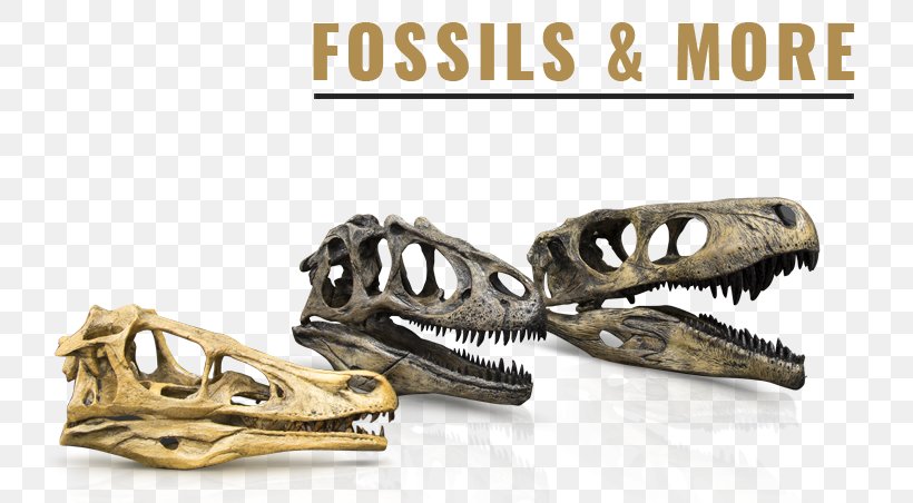 Skull Jaw Skeleton Bone Deinonychus, PNG, 787x452px, Skull, Bone, Brass, Deinonychus, Dinosaur Download Free