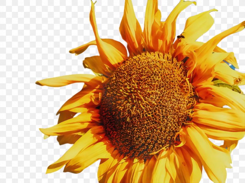 Sunflower, PNG, 2308x1732px, Sunflower, Annual Plant, Asterales, Bloom, Common Sunflower Download Free