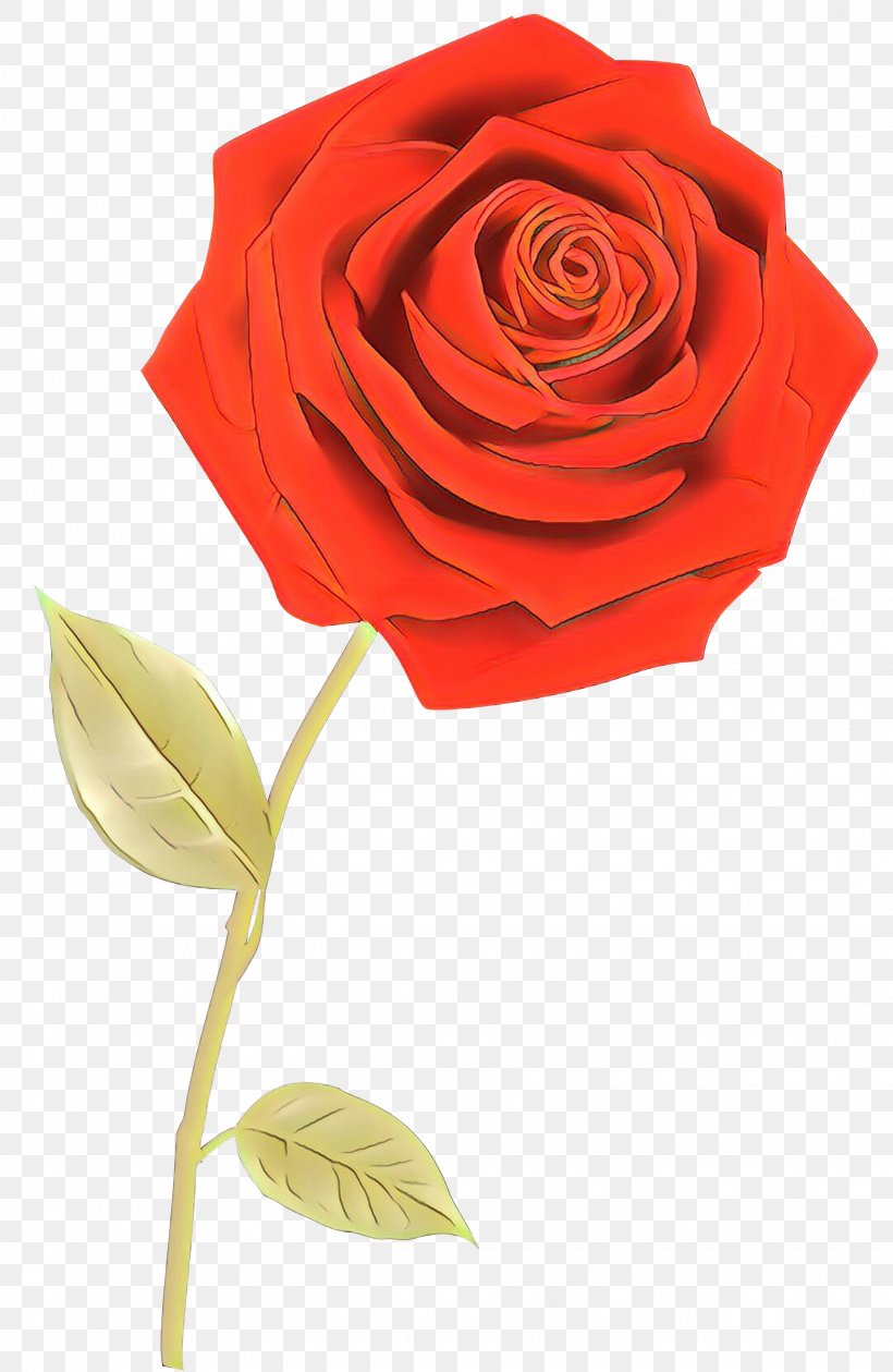 Garden Roses Floristry Cut Flowers Petal, PNG, 1953x3000px, Garden Roses, Botany, China Rose, Cut Flowers, Floribunda Download Free