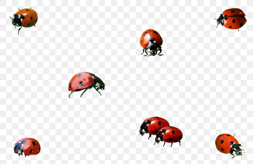 Ladybird Insect Clip Art, PNG, 800x533px, Ladybird, Albom, Animal, Arthropod, Beetle Download Free