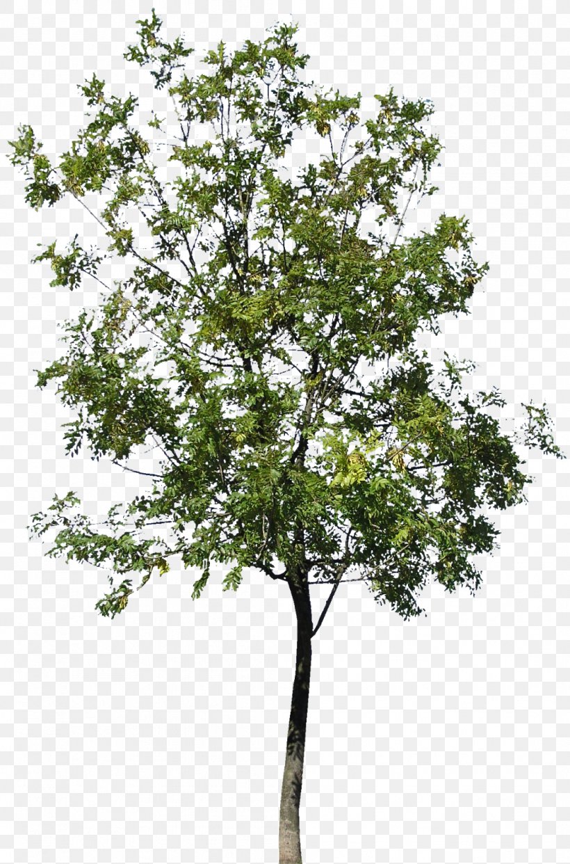 Birch Tree, PNG, 1056x1600px, Tree, Apartment, Bilzen, Branch, Building Download Free